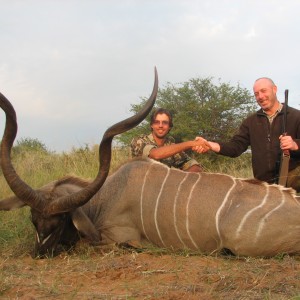 Greater Kudu