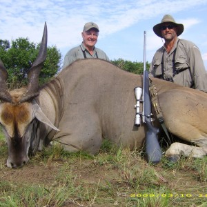 Cape Eland