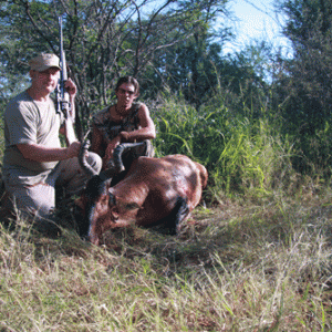 Red Hartebeest