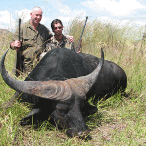 Cape Buffalo