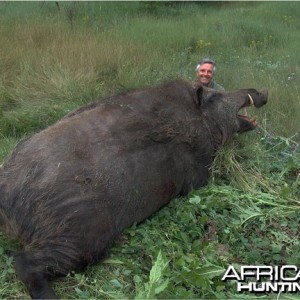 Huge Wild Boar