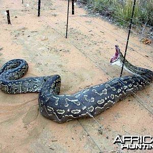 Python caught in a fence