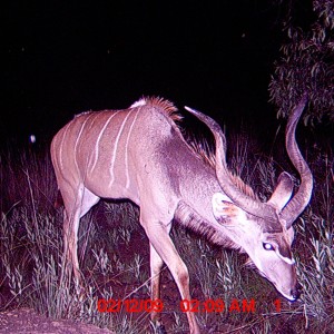 Kudu