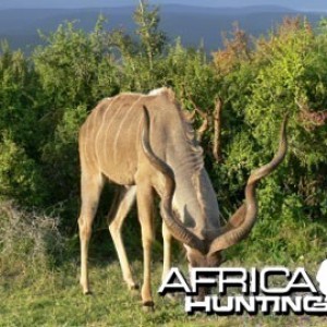 Hunting Kudu Bull