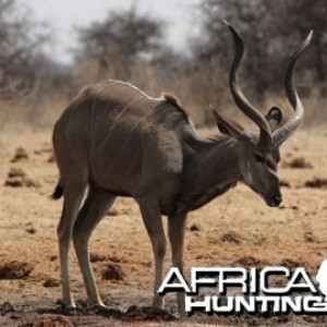 Young Kudu Bull