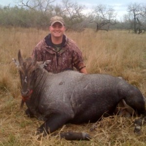 Nilgai