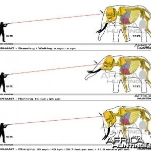 Hunting Elephant Shot Placement