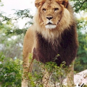 African Lion