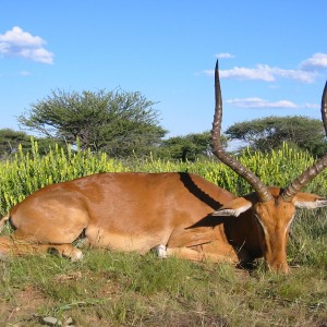 Impala