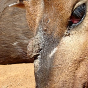 3 horned Limpopo Bushbuck - 2008 - closeup photo