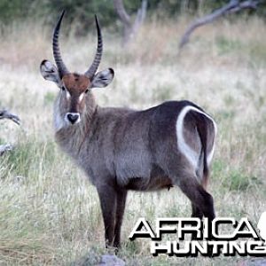 Waterbuck