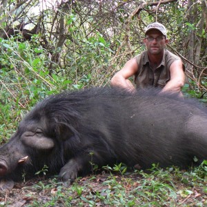 Giant Forest Hog