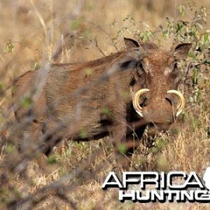 Warthog Namibia