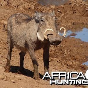 Warthog