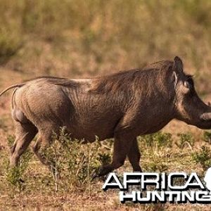 Warthog