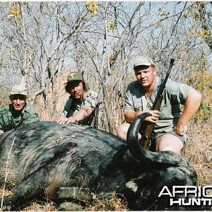 Cape Buffalo