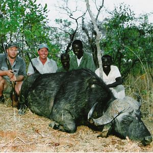 Cape Buffalo