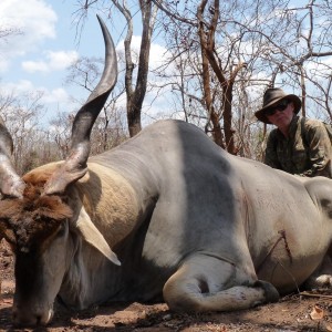 40 1/2 East african Eland hunted in the Selous, Tanzania