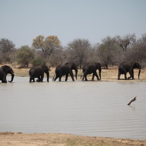 Elephants