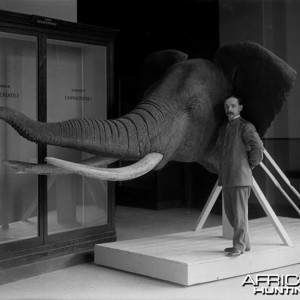 Elephant Taxidermy