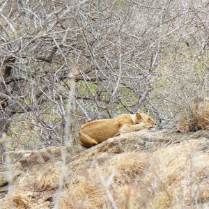 Lioness on spy point...