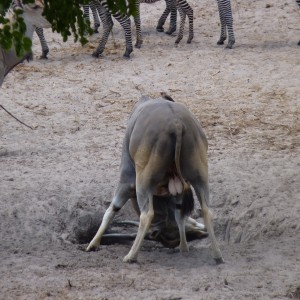 Eland