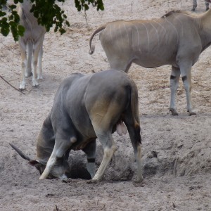 Eland