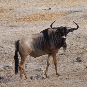 Nyassaland Gnu bull