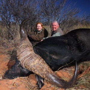 Big Buffalo hunted in Namibia on the Waterberg Plateau