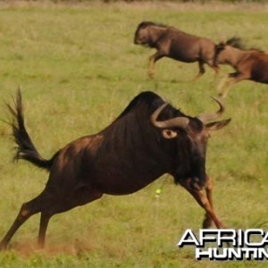 Blue Wildebeest