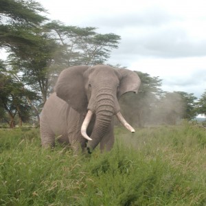 Elephant