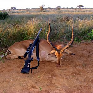 Impala ram Limpopo 2010