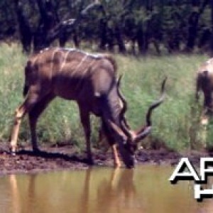 Kudu bull's at Spiral Horn Safaris