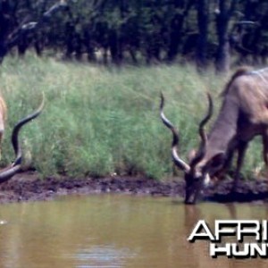 Very big kudu bull at Spiral Horn Safaris