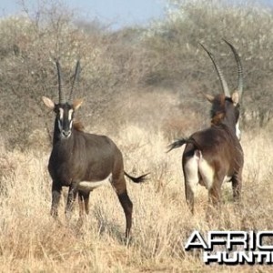 Young sable bulls at Spiral Horn Safaris