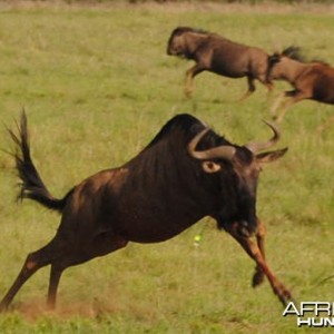 Bowhunting Wildebeest