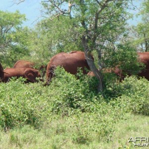 Elephants in South Africa