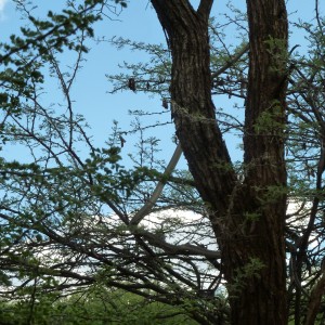 Black Mamba in a tree, Namibia