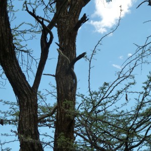 Black Mamba in a tree, Namibia