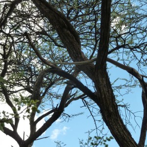 Black Mamba in a tree, Namibia