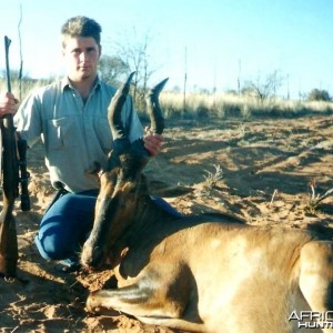 Red Hartebeest