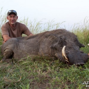 Big bodied Warthog hunted in Uganda