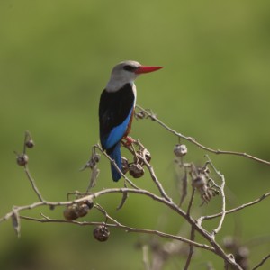 Gray hooded Kingfisher on berry branch in Uganda