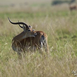 Big Kob in Uganda