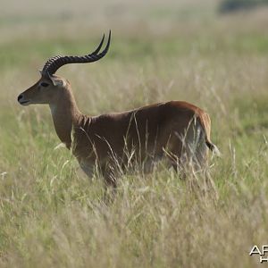 Big Kob in Uganda