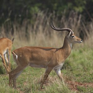 Record Kob in Uganda