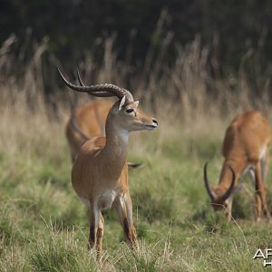 Record Kob in Uganda