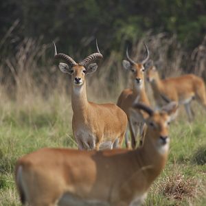 Record Kob in Uganda