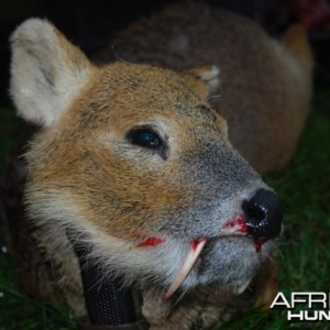 chinese water deer