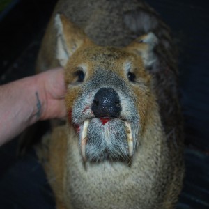 chinese water deer